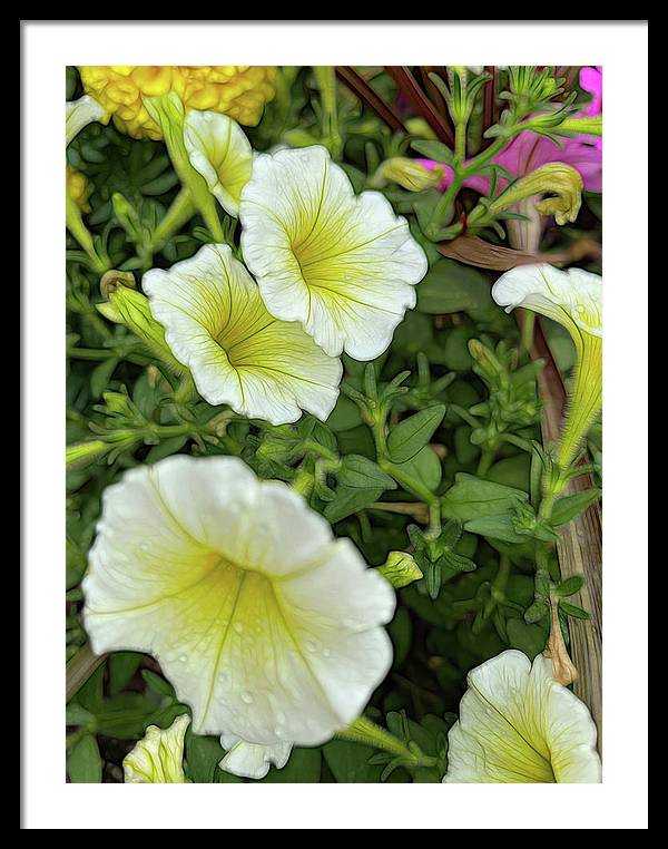 Yellow Petunias - Framed Print