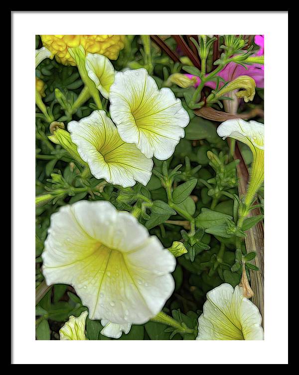 Yellow Petunias - Framed Print