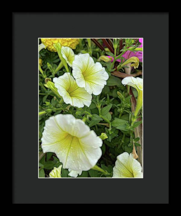 Yellow Petunias - Framed Print