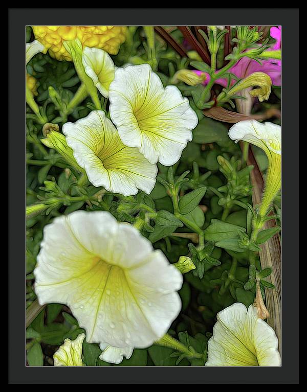 Yellow Petunias - Framed Print