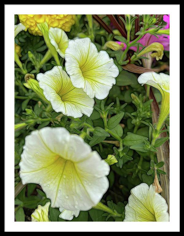 Yellow Petunias - Framed Print