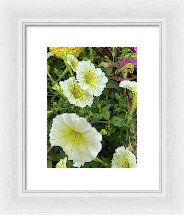 Yellow Petunias - Framed Print