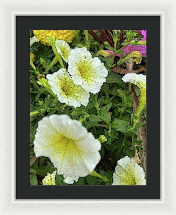 Yellow Petunias - Framed Print
