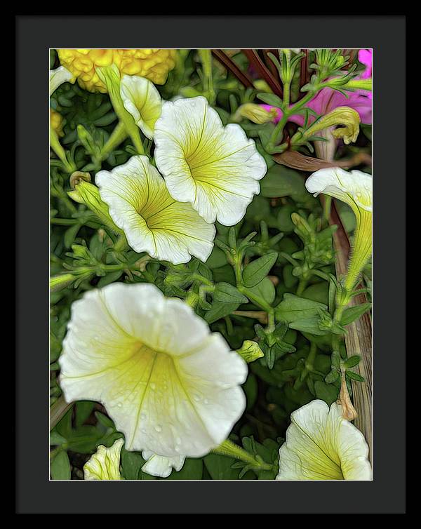 Yellow Petunias - Framed Print