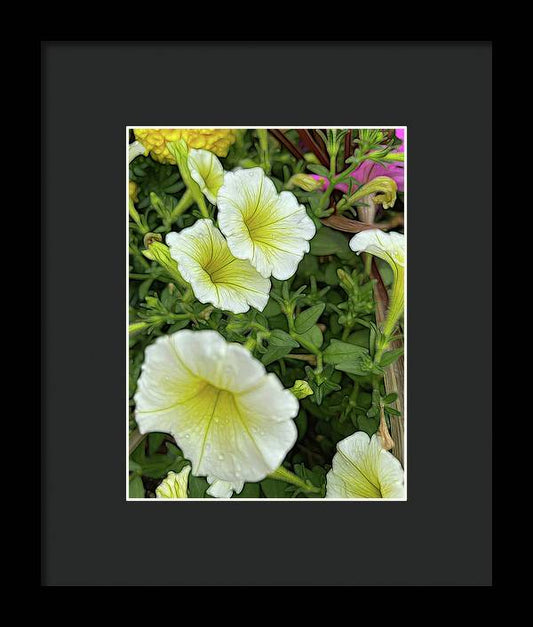 Yellow Petunias - Framed Print