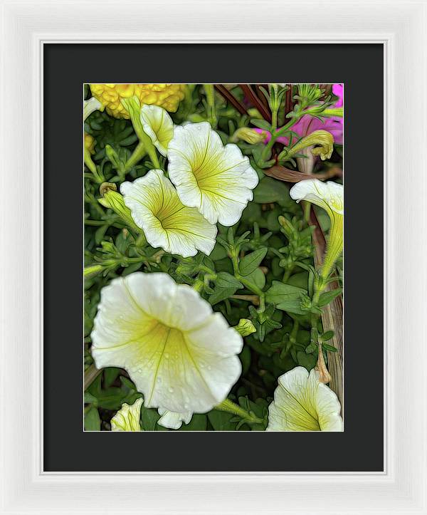 Yellow Petunias - Framed Print