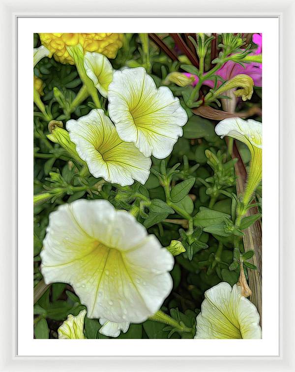 Yellow Petunias - Framed Print
