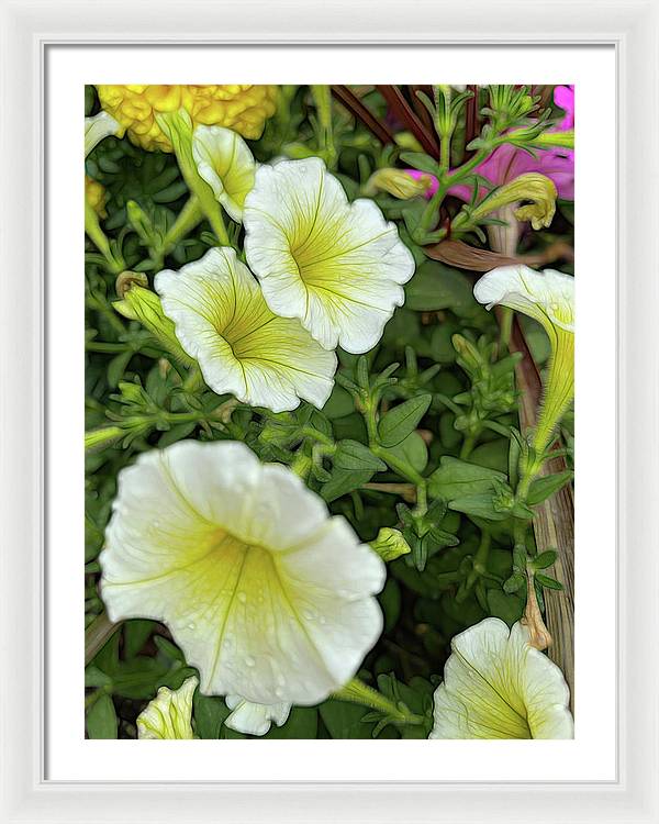 Yellow Petunias - Framed Print