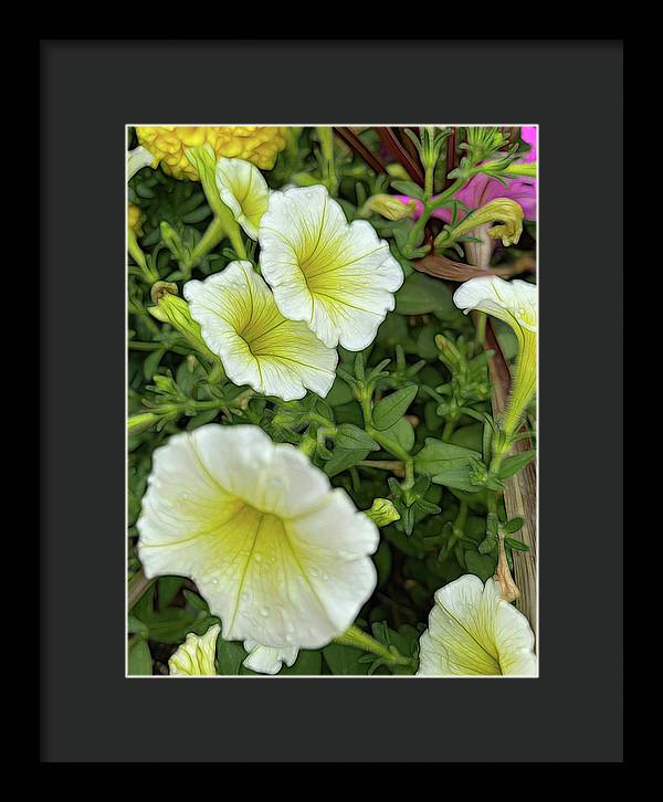 Yellow Petunias - Framed Print