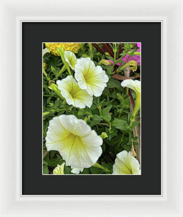Yellow Petunias - Framed Print