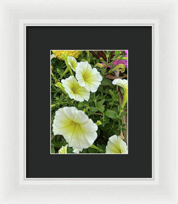 Yellow Petunias - Framed Print