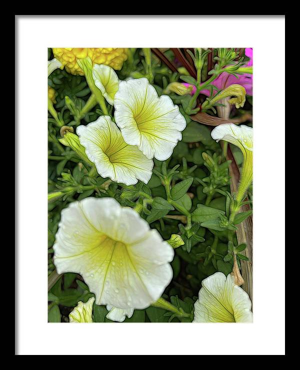 Yellow Petunias - Framed Print