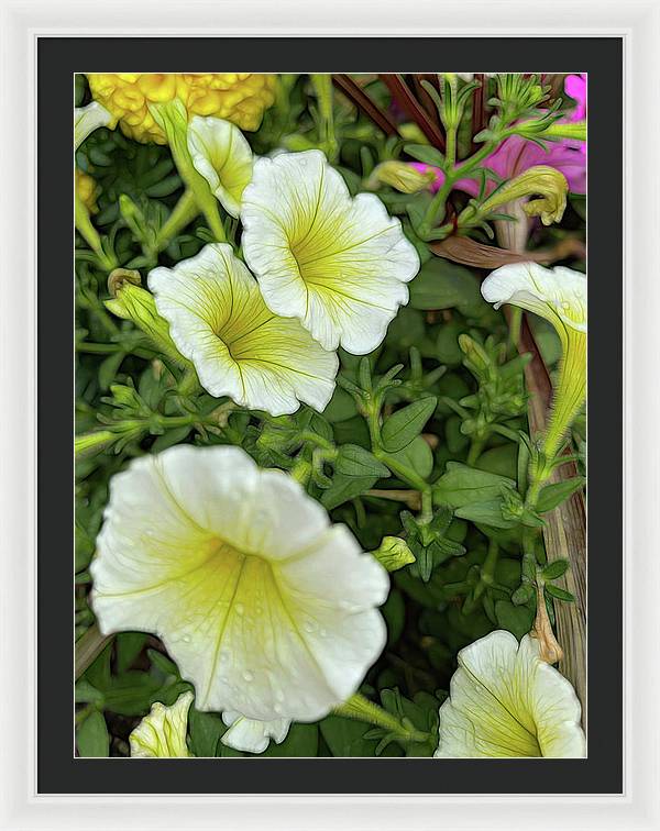 Yellow Petunias - Framed Print