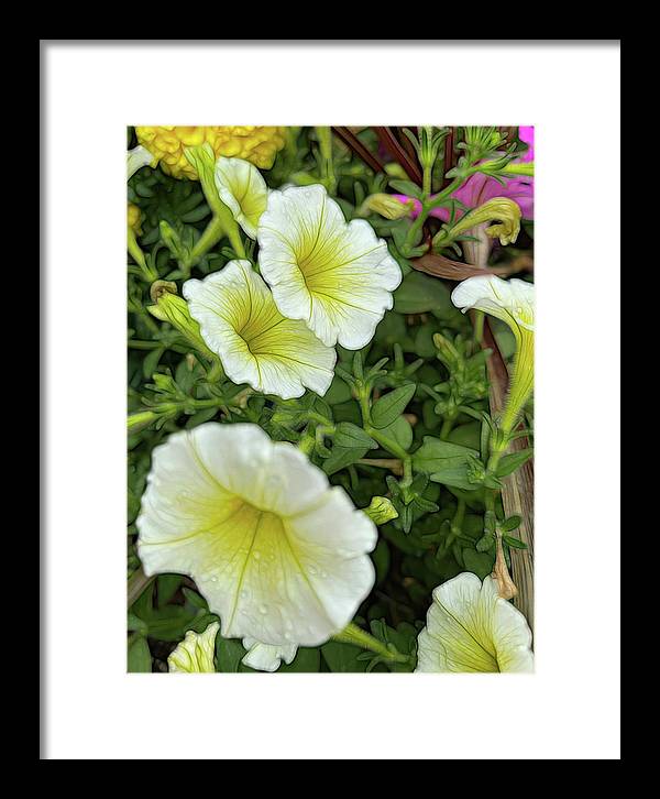 Yellow Petunias - Framed Print