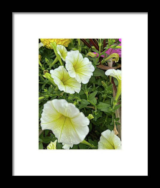 Yellow Petunias - Framed Print