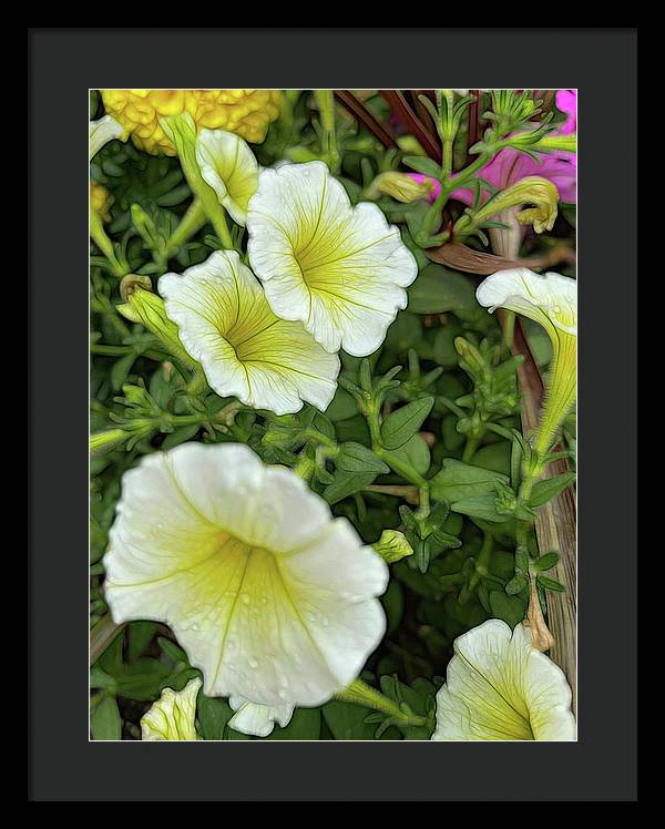 Yellow Petunias - Framed Print