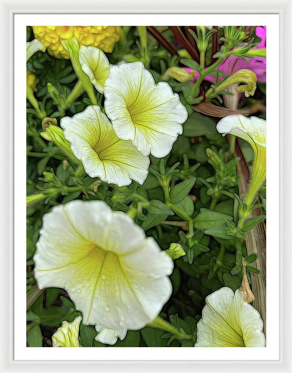 Yellow Petunias - Framed Print
