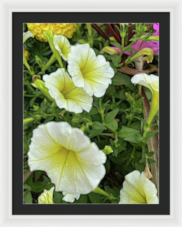 Yellow Petunias - Framed Print