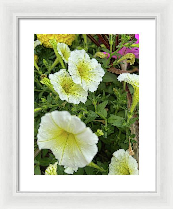 Yellow Petunias - Framed Print