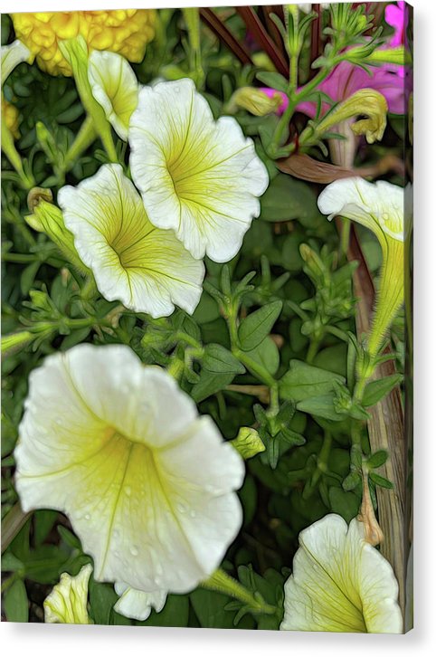 Yellow Petunias - Acrylic Print
