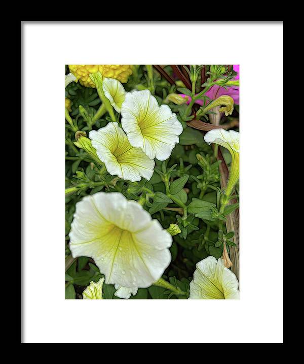 Yellow Petunias - Framed Print