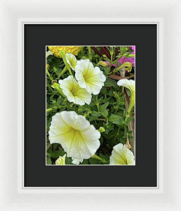 Yellow Petunias - Framed Print