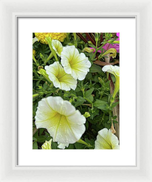Yellow Petunias - Framed Print